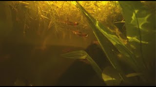 Chili Rasboras in Natural Aquarium  Cinematic [upl. by Garnet644]