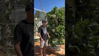 Aeroponic farming technology  aeroponic shorts [upl. by Arlie]