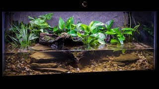 The American Bullfrog Paludarium [upl. by Walters681]