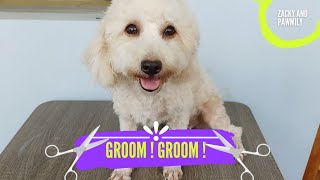 DOG GROOMING at home SHIHPOO [upl. by Damarra]