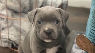 Blue Staffy Puppies [upl. by Elokin145]