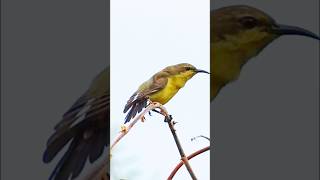 Olivebacked Sunbird Femaleចាបកន្លង់ញីBird of Boeung prek Lapouv protected landscape wildlife [upl. by Umont]