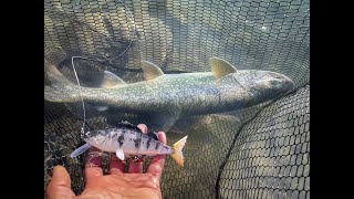 NAMAYCUSH AUF DEN STUCKI HYBRID PERCH AM BERGSEE 🇨🇭 [upl. by Ataymik]