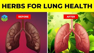 Top 10 Herbs for Lung Health COPD Clearing Mucus and Killing Viruses [upl. by Arriaes]