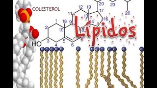 Lipidos Bioquímica [upl. by Durware393]