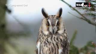 An Introduction to the Longeared Owl Asio otus by Wild Owl [upl. by Fulton]