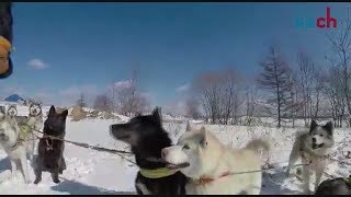 ロシア・サハリンの伝統 犬ぞりで活躍する樺太犬とハスキー犬 [upl. by Florence]