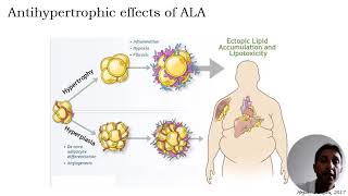 Low concentrations of αlipoic acid reduce palmitic acidinduced alterations in murine [upl. by Aihsetel498]