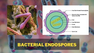 Bacterial Endospores  Endospore Structure Endospore Formation Types of Endospore [upl. by Iglesias634]