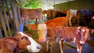 LecheríaProductores Lácteos  Vacas Pardo Suizo Costa Rica Pérez Zeledón [upl. by Costanza]