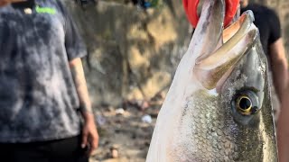 Catching stripedbass at Merrimack river ￼ [upl. by Eleanore]