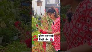 बस एक बार लगाना है इस पौधे को 🪴 Cockscomb Plant 🌿 shorts cockscomb [upl. by Emera]