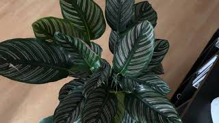 Cuidados de las Calateas  Os enseño mi Calathea Ornata  Infojardineria [upl. by Range178]