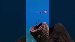 Scissortail Sargents fish gopro ocean underwater scuba [upl. by Pufahl]