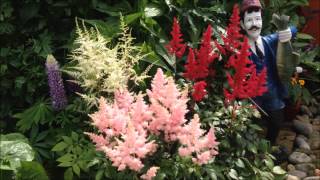 Astilbe Division Red Pink White Border Help and care Maintenance [upl. by Esmond]