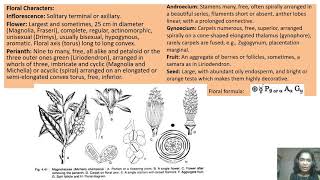 Magnoliaceae Family [upl. by Sedicla]