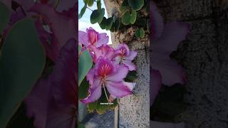 Butterfly Tree  Bauhinia Variegata [upl. by Selmner]