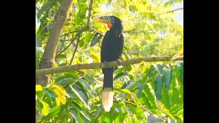 Rufousnecked Hornbill 棕頸犀鳥 [upl. by Ideih]