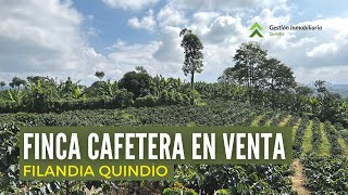 Finca cafetera en venta 52 cuadras Filandia Quindio [upl. by Suirtimed]