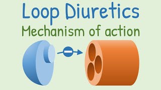 Loop diuretics Mechanism of action [upl. by Nevi]