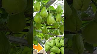 Growing chayote is easy at home lots of fruit to eat all year round grow garden shorts farming [upl. by Dine651]