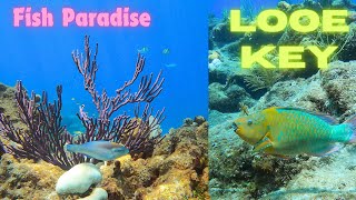 Marine Sanctuary  Fish Paradise at Looe Key Reef  Florida Keys  Dive the Atlantic [upl. by Arihaz]