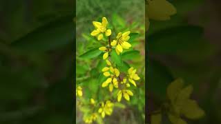 Galphimia gracilisgold shower Family Malpighiaceaeflowers of a dense inflorescence [upl. by Yblek]