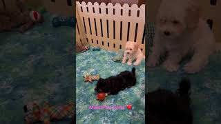 Moxie amp Millie wwwpuppyplacebiz cutepuppies maltipoopuppy maltipoo [upl. by Mannuela779]