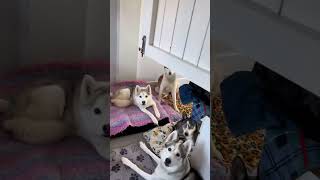 Pawsitively Hilarious Funny Dogs Compilation 🐶  Short Funny Dog Videos [upl. by Tyre]