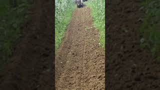 Power Weeder farming shorts shortsfeed shortsvideo shortvideo short shortsviral [upl. by Phares]