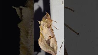 Eudocima materna Linnaeus 1767 butterfly video [upl. by Ydarg30]