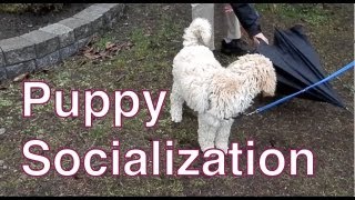 How to Socialize a Puppy to New ObjectsCreating a Bombproof Service Dog [upl. by Asirram423]