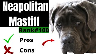 Neapolitan Mastiff Pros and Cons  The Good AND The Bad [upl. by Ardnuahc117]