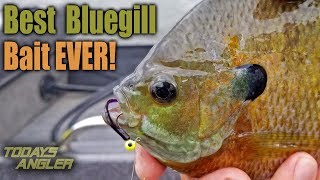 Best BIG Bluegill Bait Ever  How To  Todays Angler [upl. by Aisela]