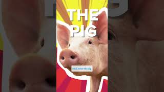 How do Pigs Digest Food [upl. by Nelg]