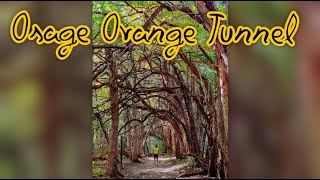 Osage Orange Tunnel at Sugarcreek Metropark in Bellbrook Ohio [upl. by Riane]