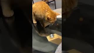 Hcatcatlover fumny fumnyvideos foryou fypage fyp fumnycatcats [upl. by Aliban]