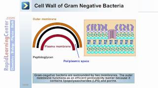 Rapid Learning Prokaryotes and Protists  What are Prokaryotes [upl. by Jaco]