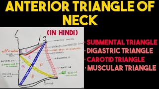 Anterior Triangle of Neck  Triangles of Neck  Head amp Neck [upl. by Uy]