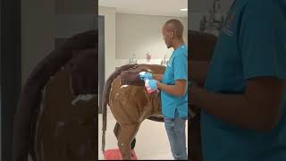 Intramuscular injection of gluteal muscle bull [upl. by Condon]