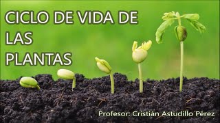 Ciclo de vida de las plantas [upl. by Nosiddam487]