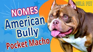 Nomes para American Bully Pocket Macho [upl. by Annoek]