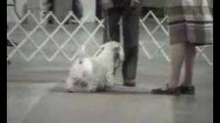 Sealyham terrier  Ch Efbes Hidalgo At Goodspice [upl. by Westerfield]