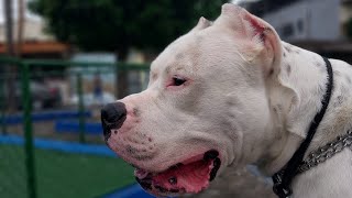 Dogo Argentino é um cão bravo Serve pra família [upl. by Oirramaj531]