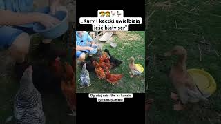 👨‍🌾👩‍🌾🐓🦆„Kury i kaczki uwielbiają jeść biały ser” ogród ogrodnictwo rolnictwo kury kaczki [upl. by Sesylu]