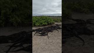 A group of marine iguanas huddling together to keep warm in the Galapagos 🦎 wildlife nature [upl. by Lauzon]