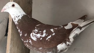 Breeding Meuleman  Rec Red Racing Pigeons [upl. by Nedroj649]