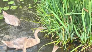 Cygnets grazing on 31824 [upl. by Porush]