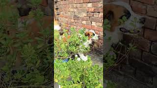 Dekho ame kivabey gachay jol di Leomy Sonleo leothesaintbarnard doglover petlover highlights [upl. by Llehcsreh]