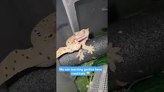 😂🤣 crestedgecko geckos lizard reptiles pets themoreyouknow cute dalmatian spots spot [upl. by Modie]